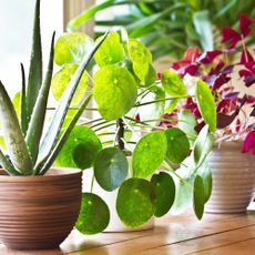 Various lush houseplants sitting on a windowsill in the bright sunshine