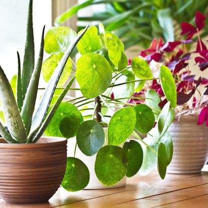 Various lush houseplants sitting on a windowsill in the bright sunshine