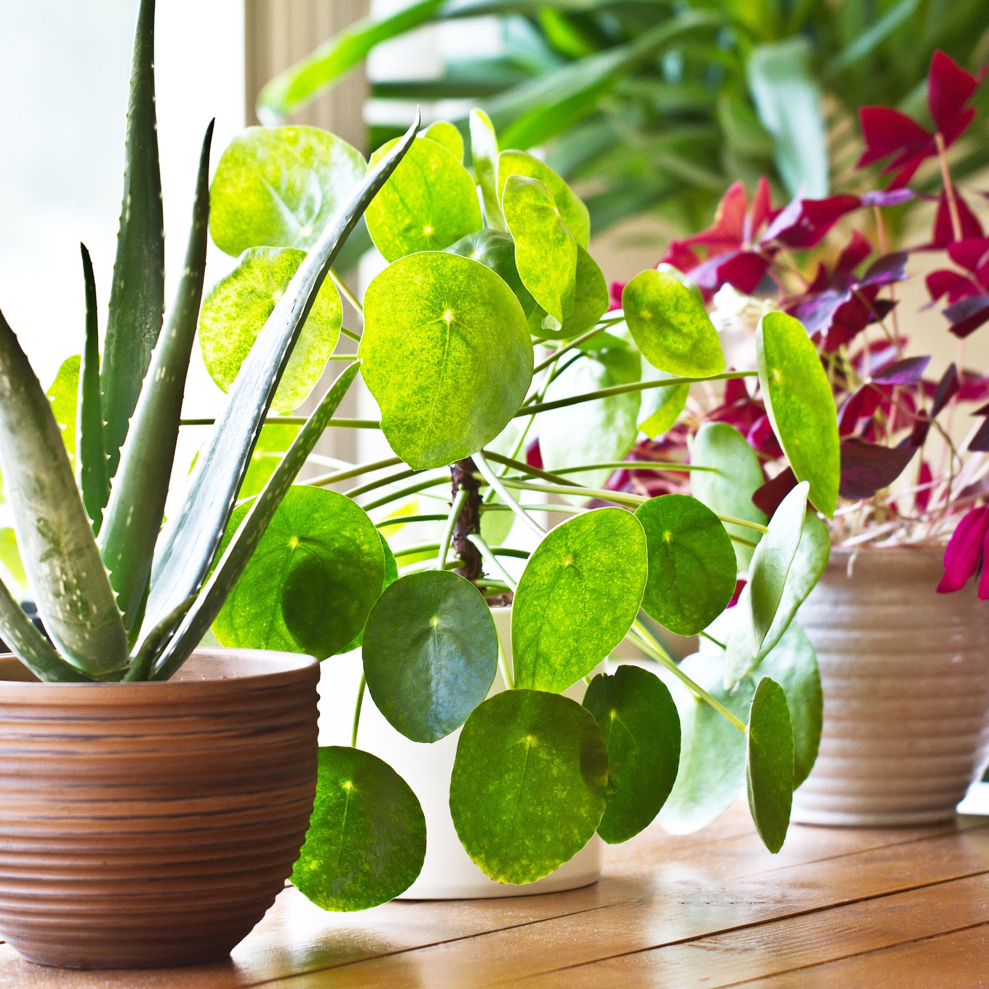Various lush houseplants sitting on a windowsill in the bright sunshine