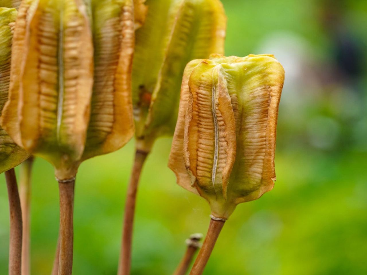 Iris Plant Seeds