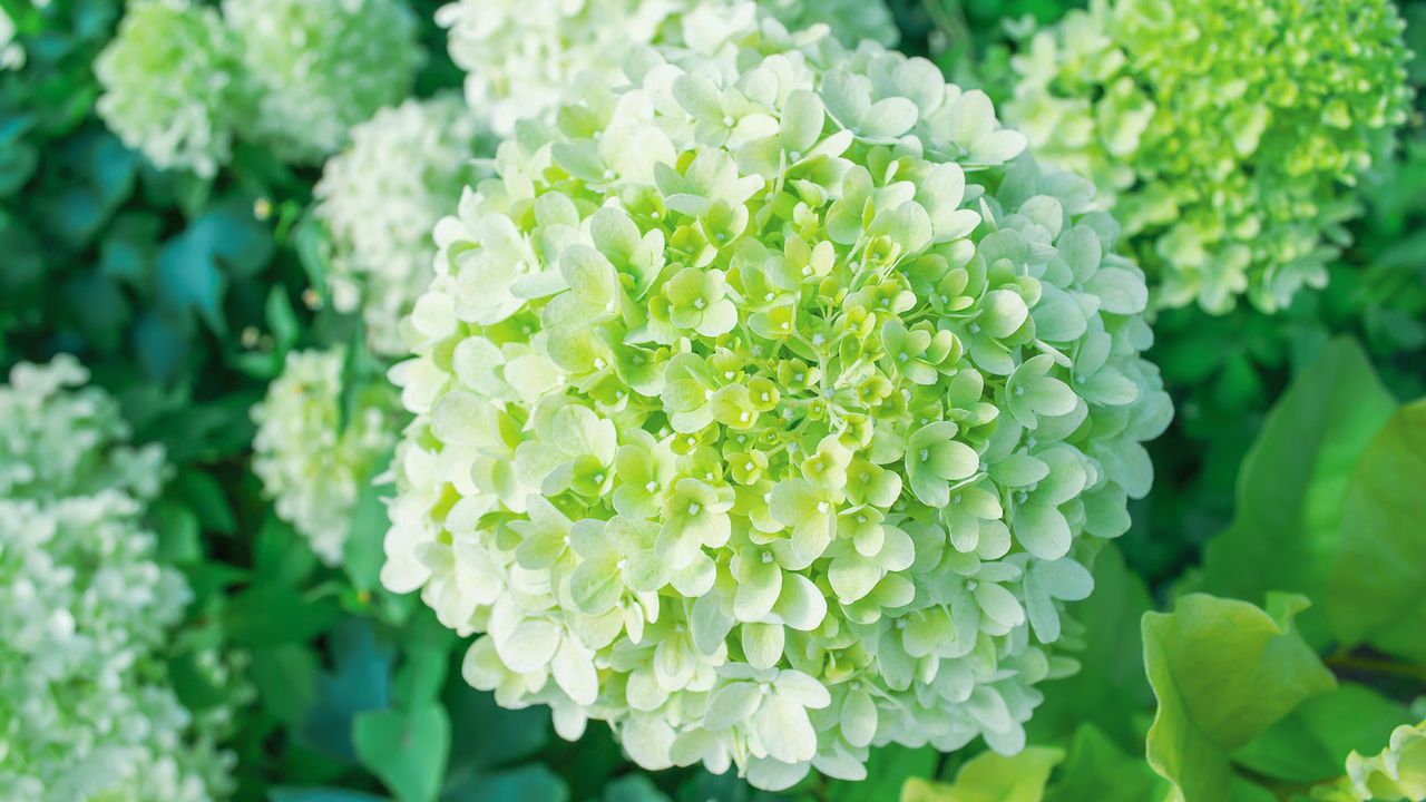 cyber lime hydrangea limelight flowering in border