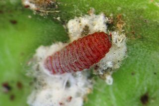 Cochineal insect
