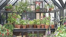 A collection of pelargoniums in terracotta pots in a greenhouse at the RHS Chelsea Flower Show
