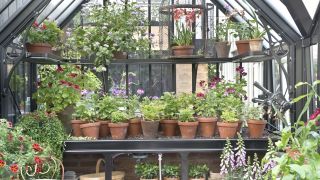 These Plants Always Flourish in Terracotta Pots – 5 That Love Life in Clay While Others Wilt
