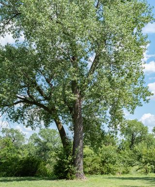 Cottonwood poplar tree in landscape
