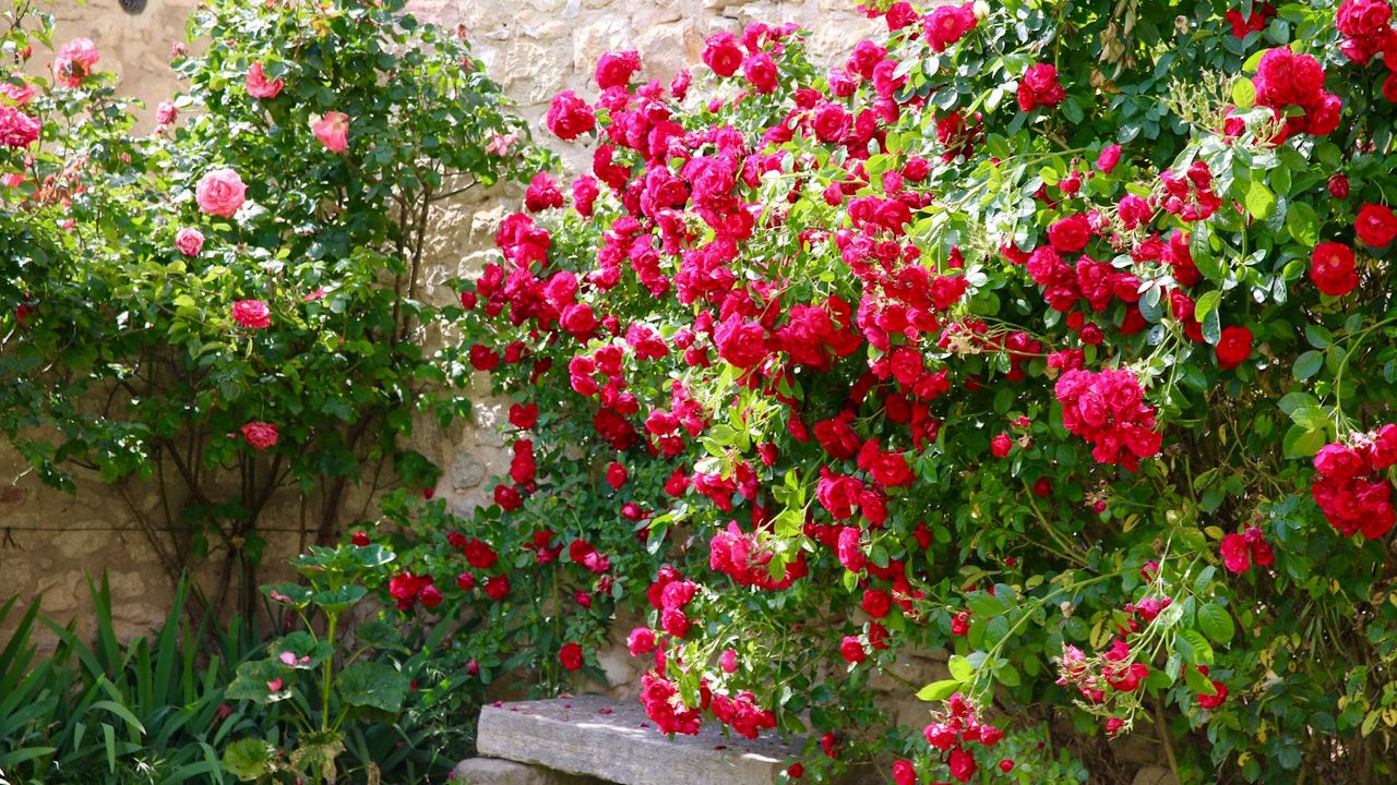 Stone garden bench and large pink flowering rose bushes