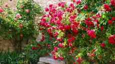 Stone garden bench and large pink flowering rose bushes