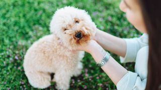 A behaviorist reveals everything there is to know about these furry pups