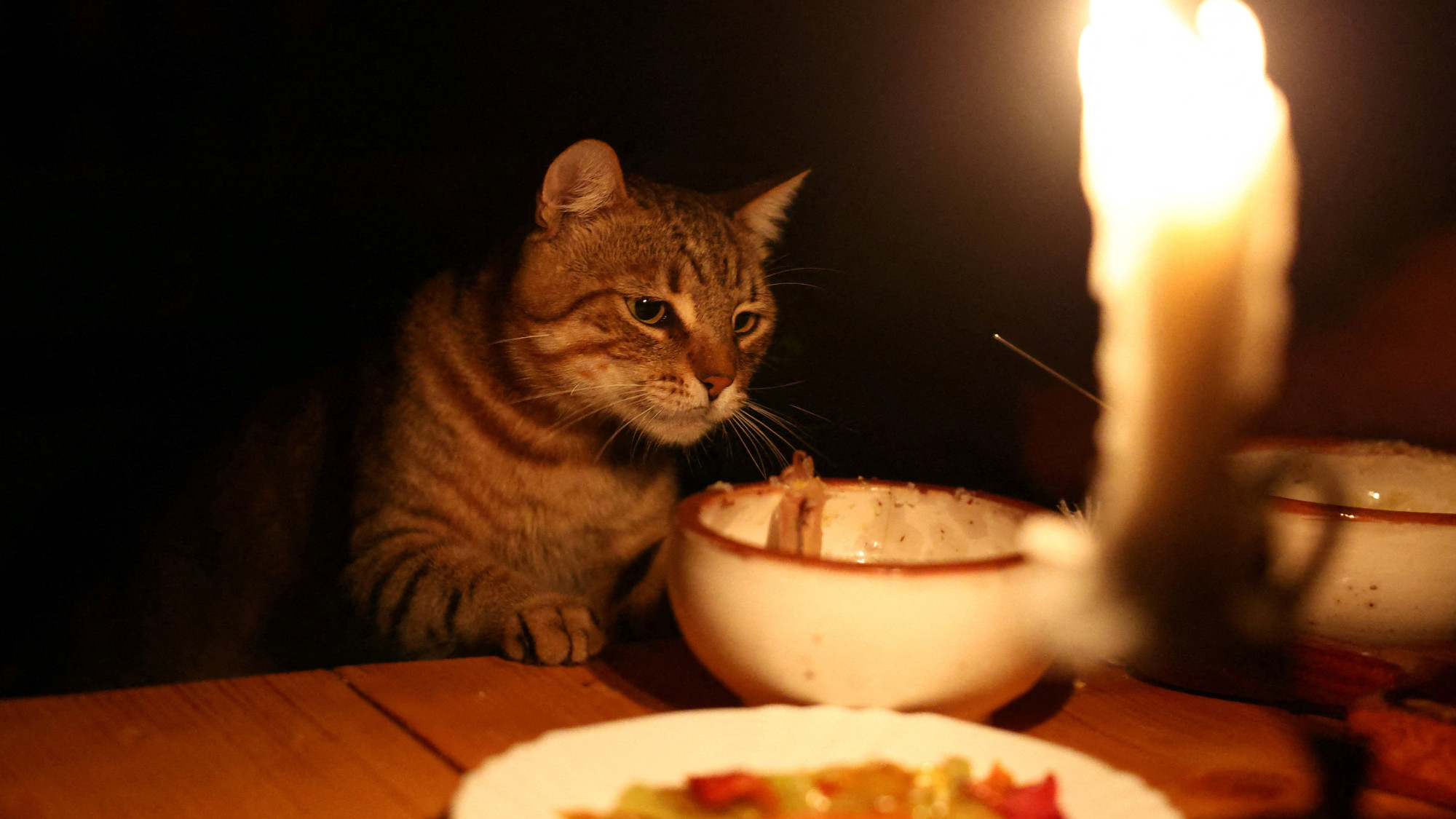 A cat