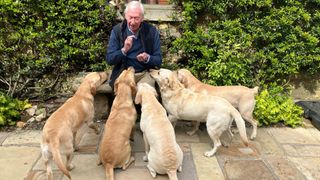 Man with 5 well behaved labrador retriever dogs