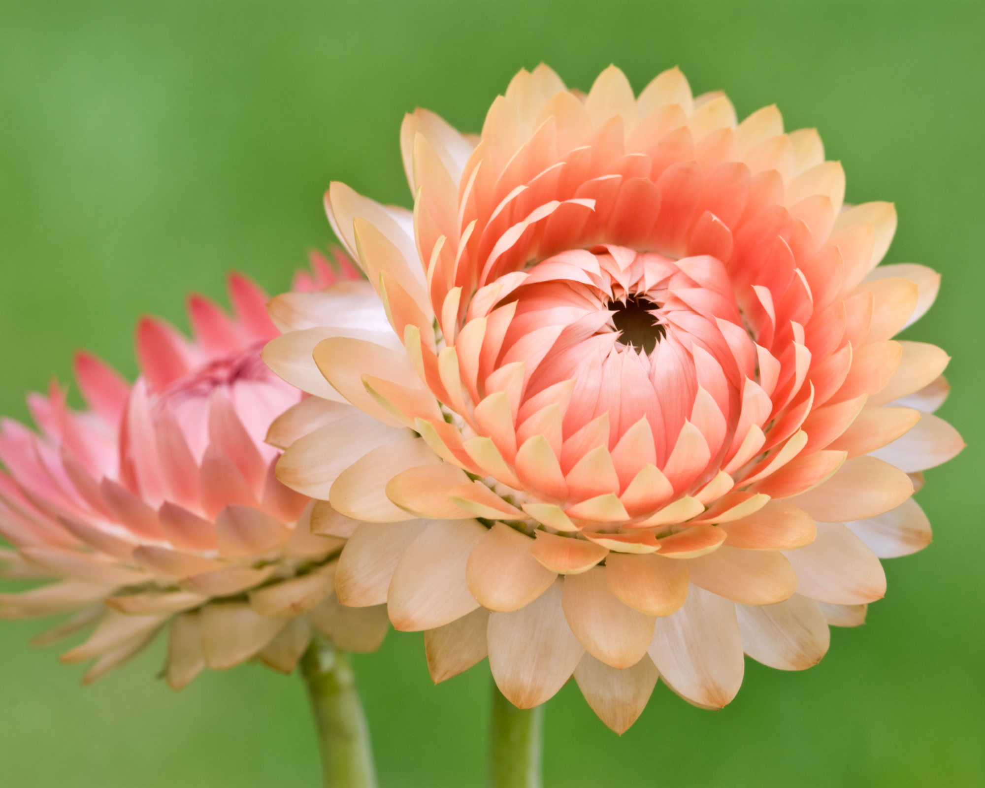 Helichrysum bracteatum strawflower salmon