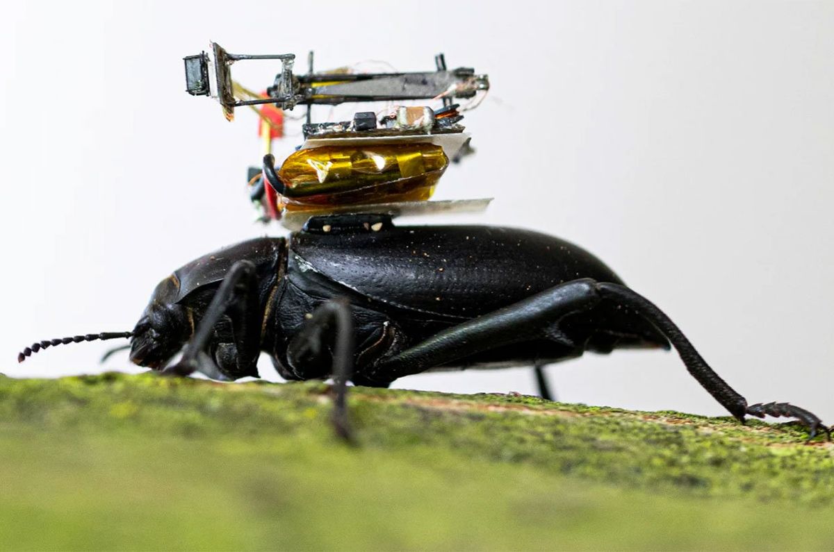 Scientists create camera so small it can be carried by a beetle