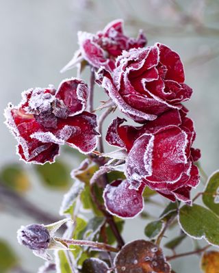 roses in frost