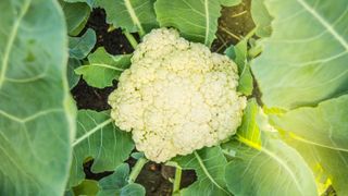 Cauliflower