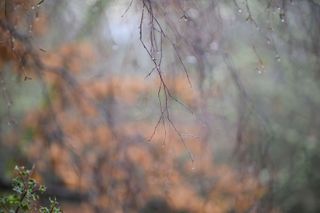 Viltrox AF 85mm F1.4 Pro lens sample gallery: branch decorated with water droplets on a winter's day