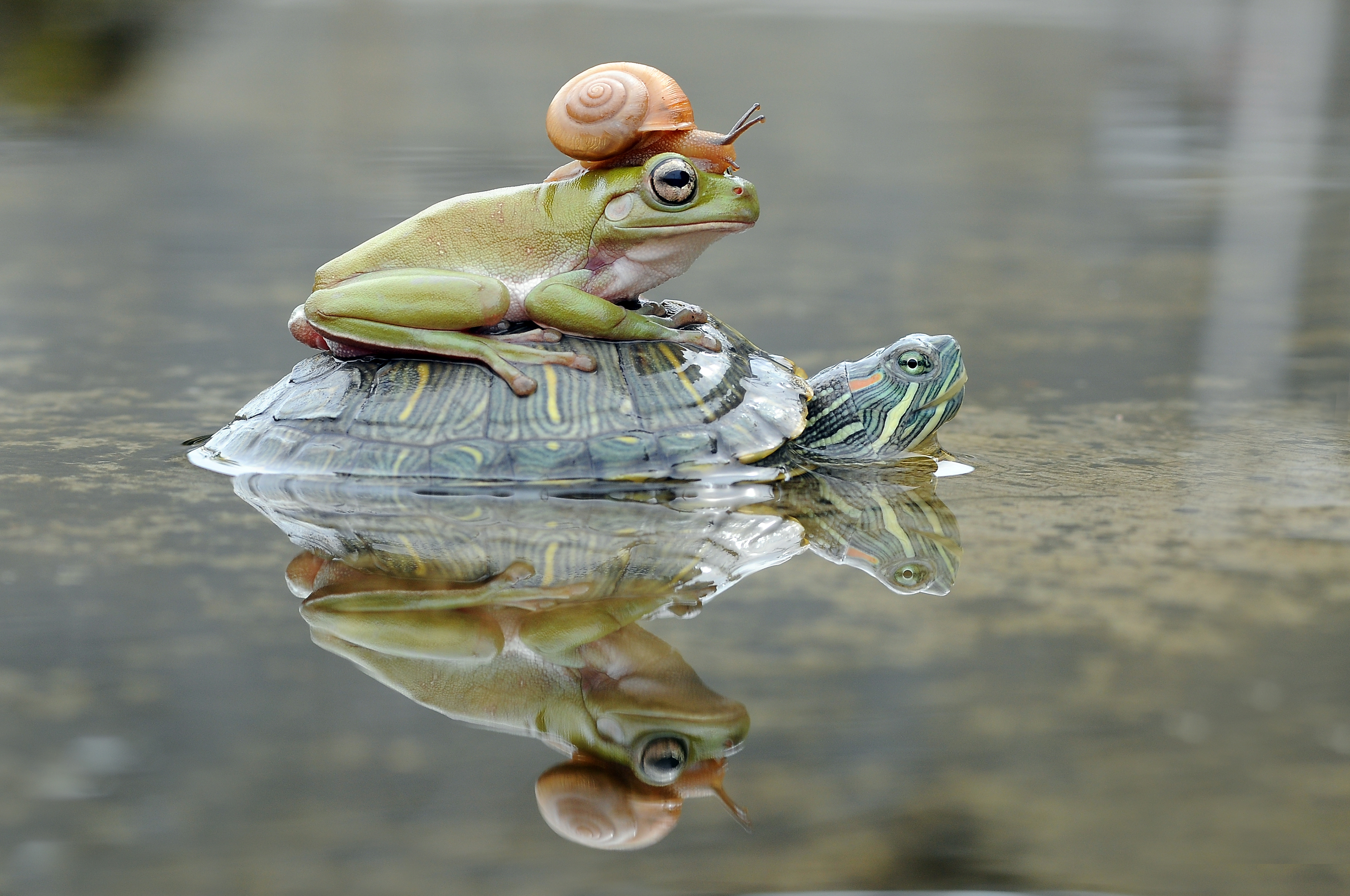 Snail on top of frog on top turtle in the water
