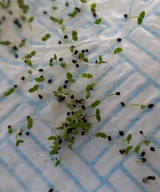 Healthy seeds sprouting on damp kitchen paper