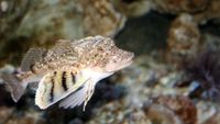 A northern sea robin swimming