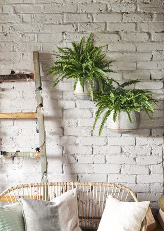 balcony ideas: white painted garden wall with plants hanging on the wall