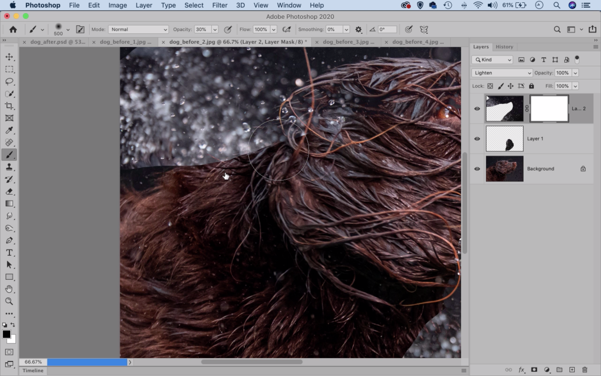 Photoshop dog splash