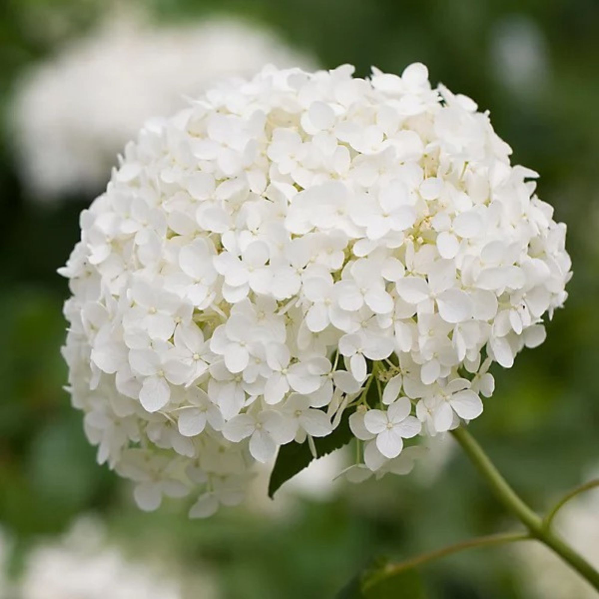 white hydrangeas