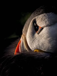 Puffins are the 'clowns of the sea', but have a plethora of other nicknames. ©Drew Buckley