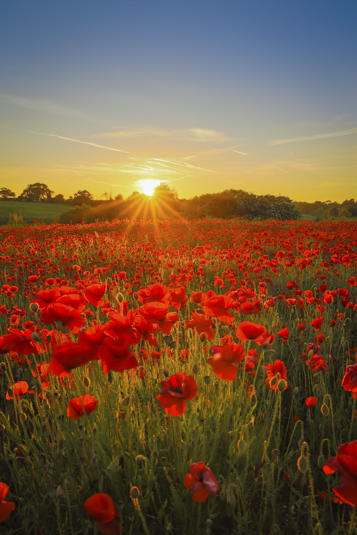 Field of poppies at golden hour