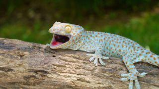 Tokay Gecko