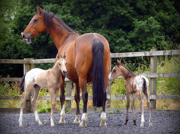 TwinFoals1