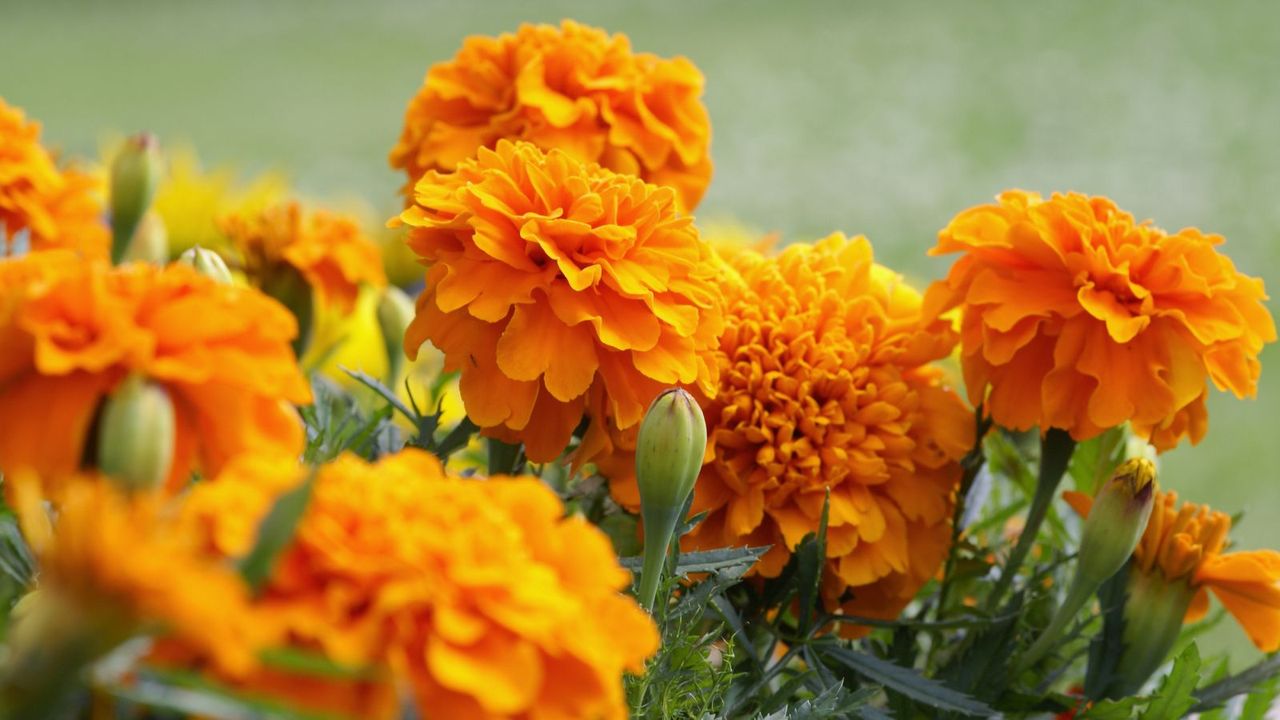 When to start marigold seeds indoors: for beautiful blooms | Homes ...