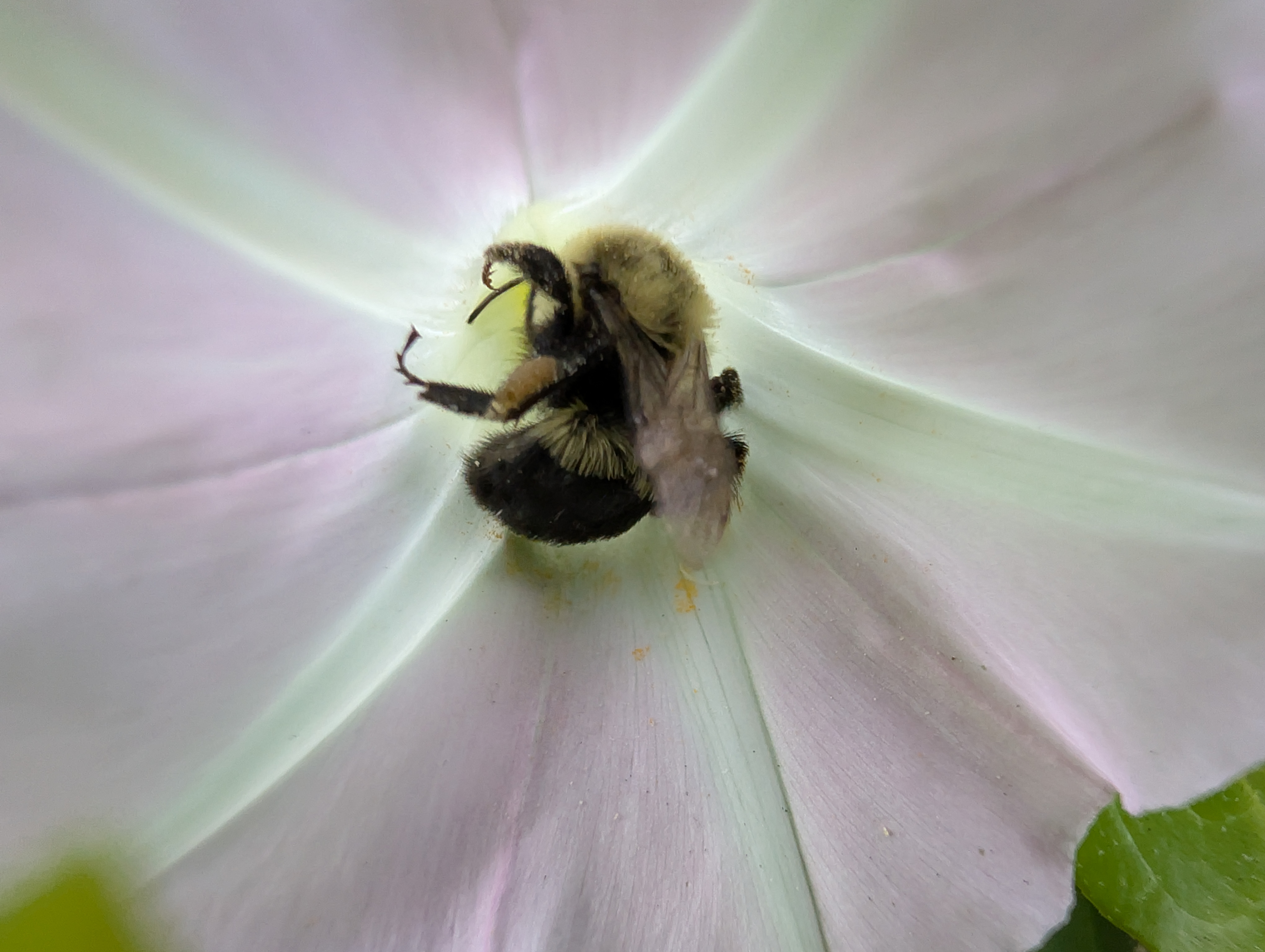 Camera image samples taken with the Google Pixel 10 Pro and Pixel 10 Pro XL