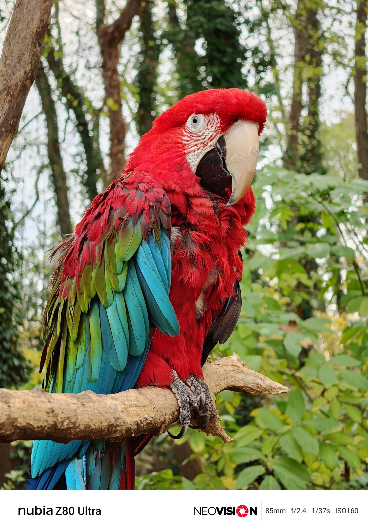 A colorful parrot perched on a branch
