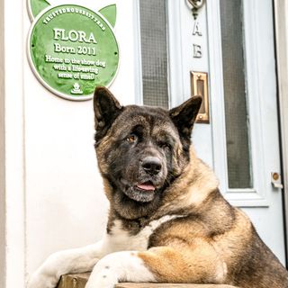 dog with green plaques