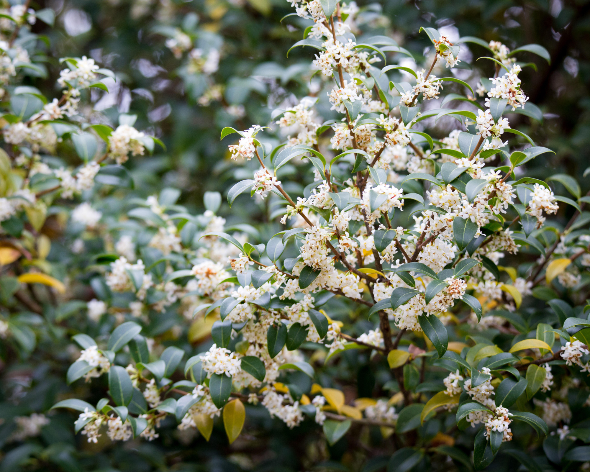 Best Low Maintenance Hedge Plants: 9 Choices For Easy Care Garden ...