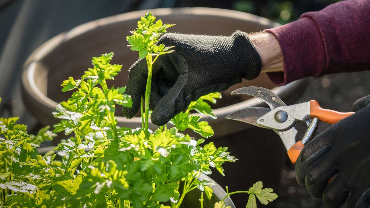 How to prune parsley for a bushier plant: simple tips for success