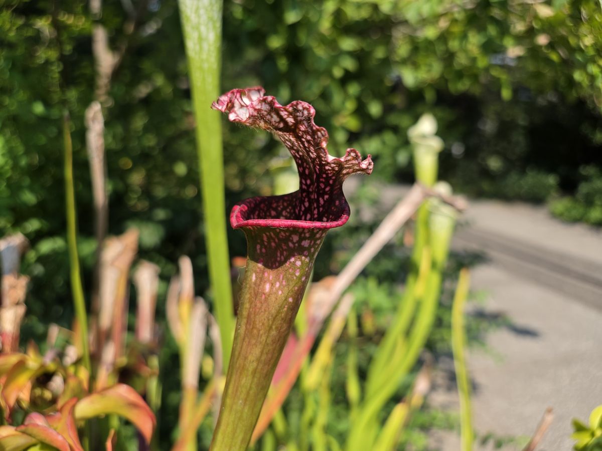 Galaxy Z Fold 8 Ultra camera samples