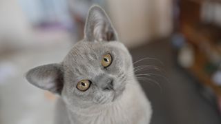 close up of a blue Burmese cat