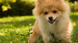 Playful dog breeds