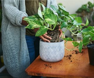 pothos potting mix