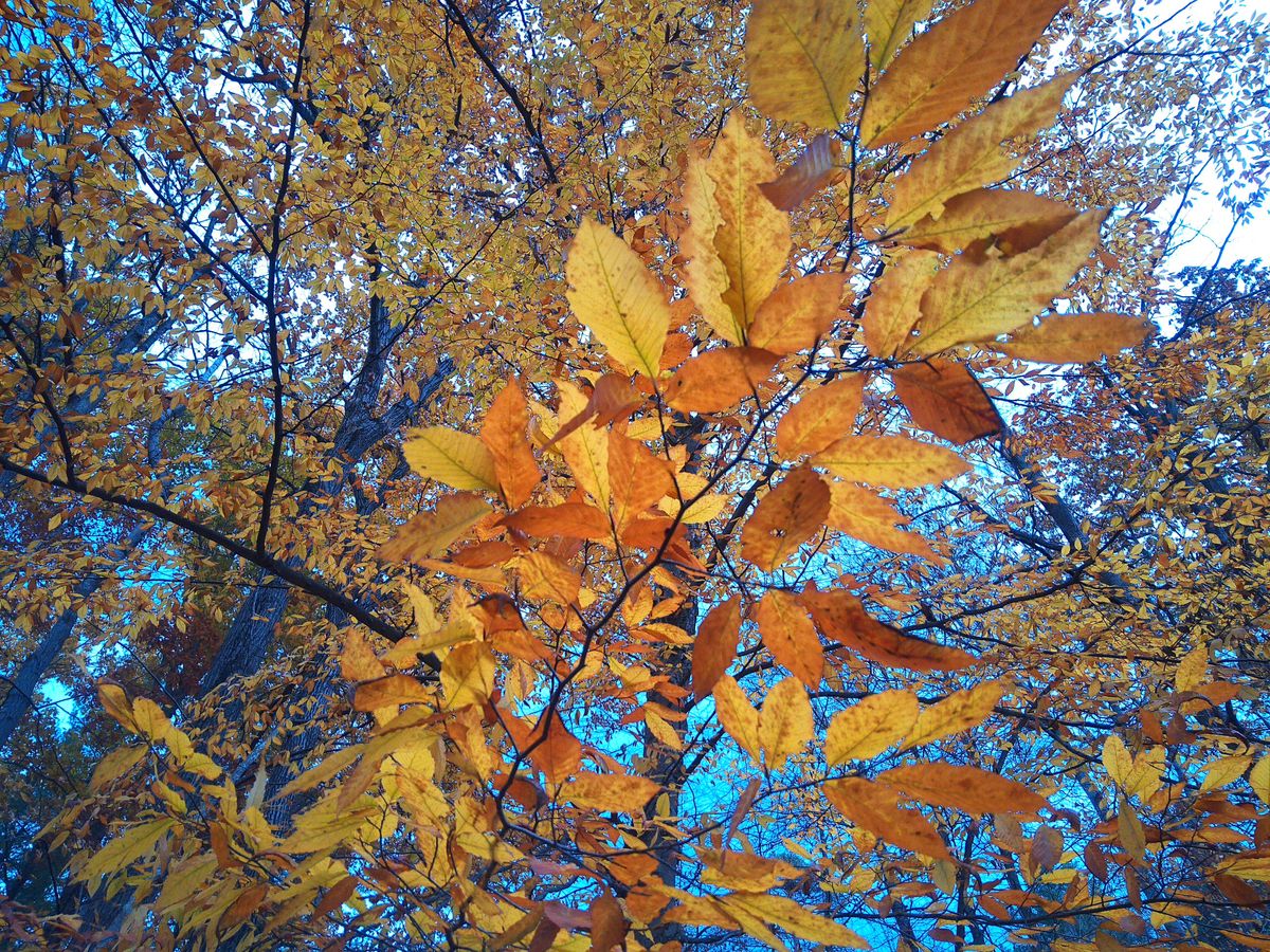 A sample image taken with the Camp Snap CS-Pro