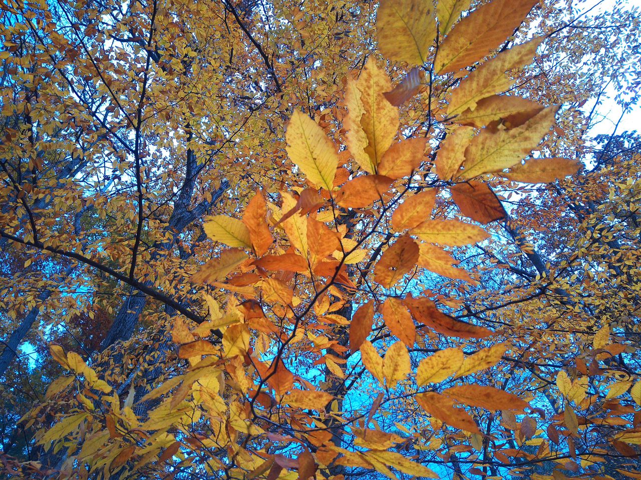A sample image taken with the Camp Snap CS-Pro