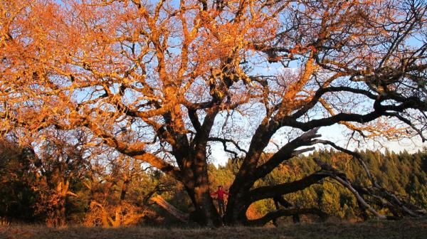 Never too old to climb trees