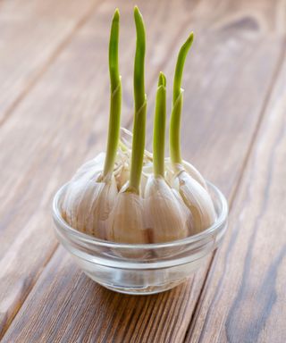 Sprouted garlic in a transparent bowl of water.