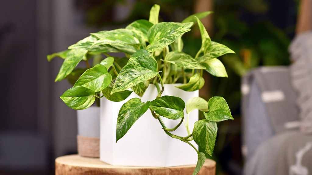 Variegated pothos sitting on a tabletop.