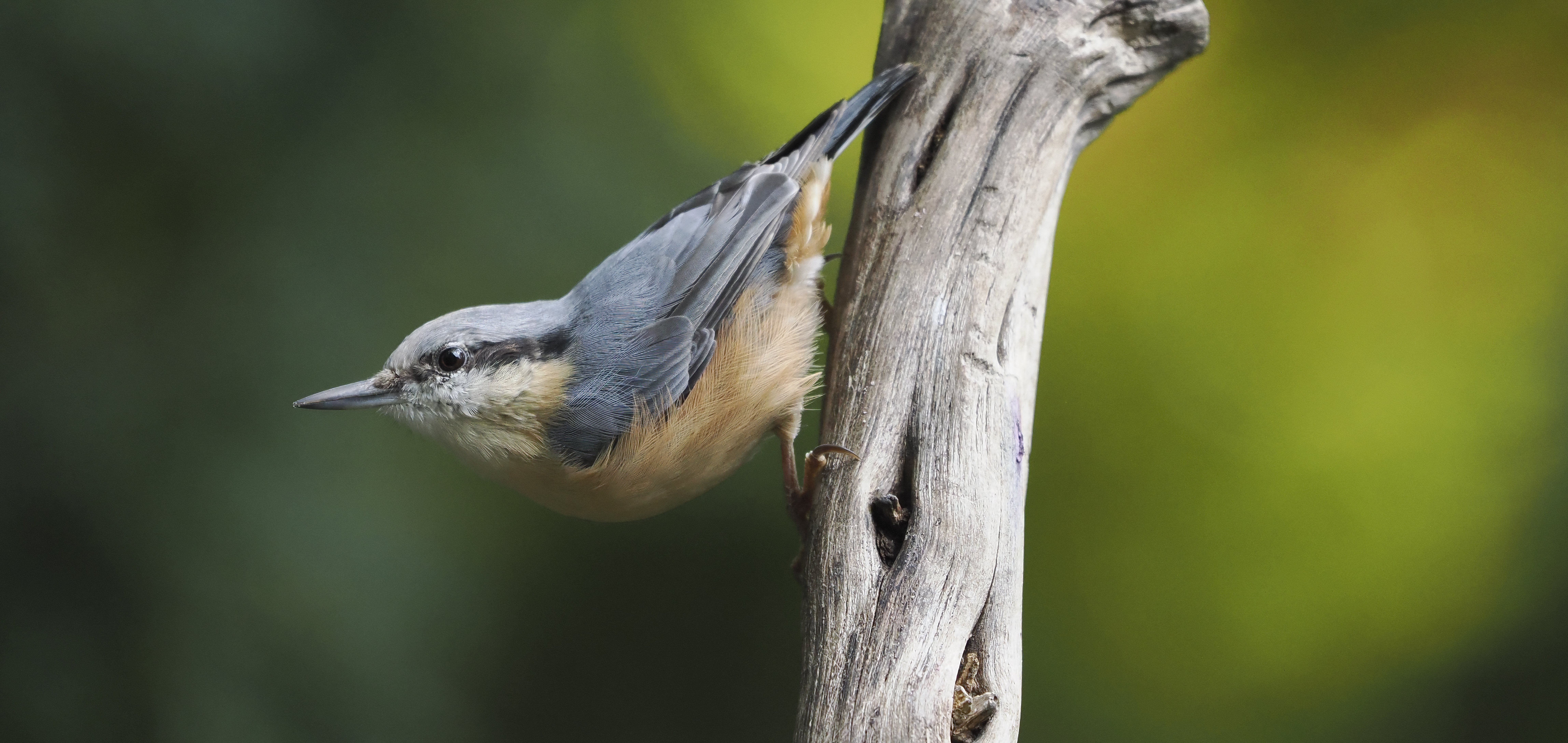 British bird against background of green foliage photographed by Andy Green