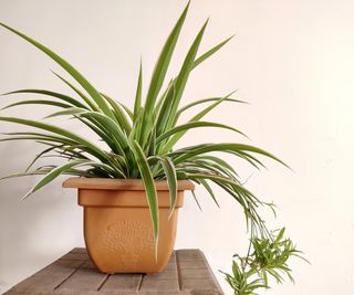 Spider plant with pups