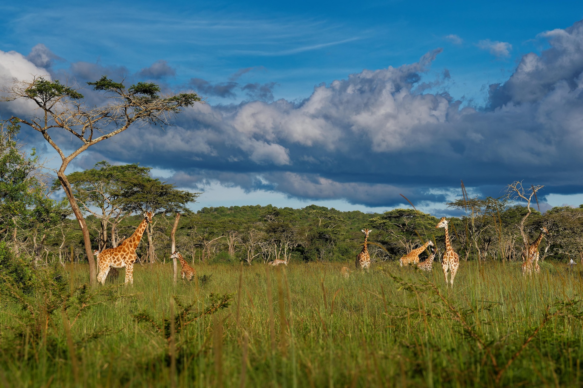 a group of giraffes on the savanna