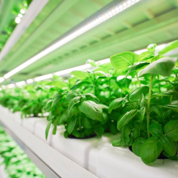 Hydroponic Gardening's Positive Effects And Disadvantages | Gardening ...