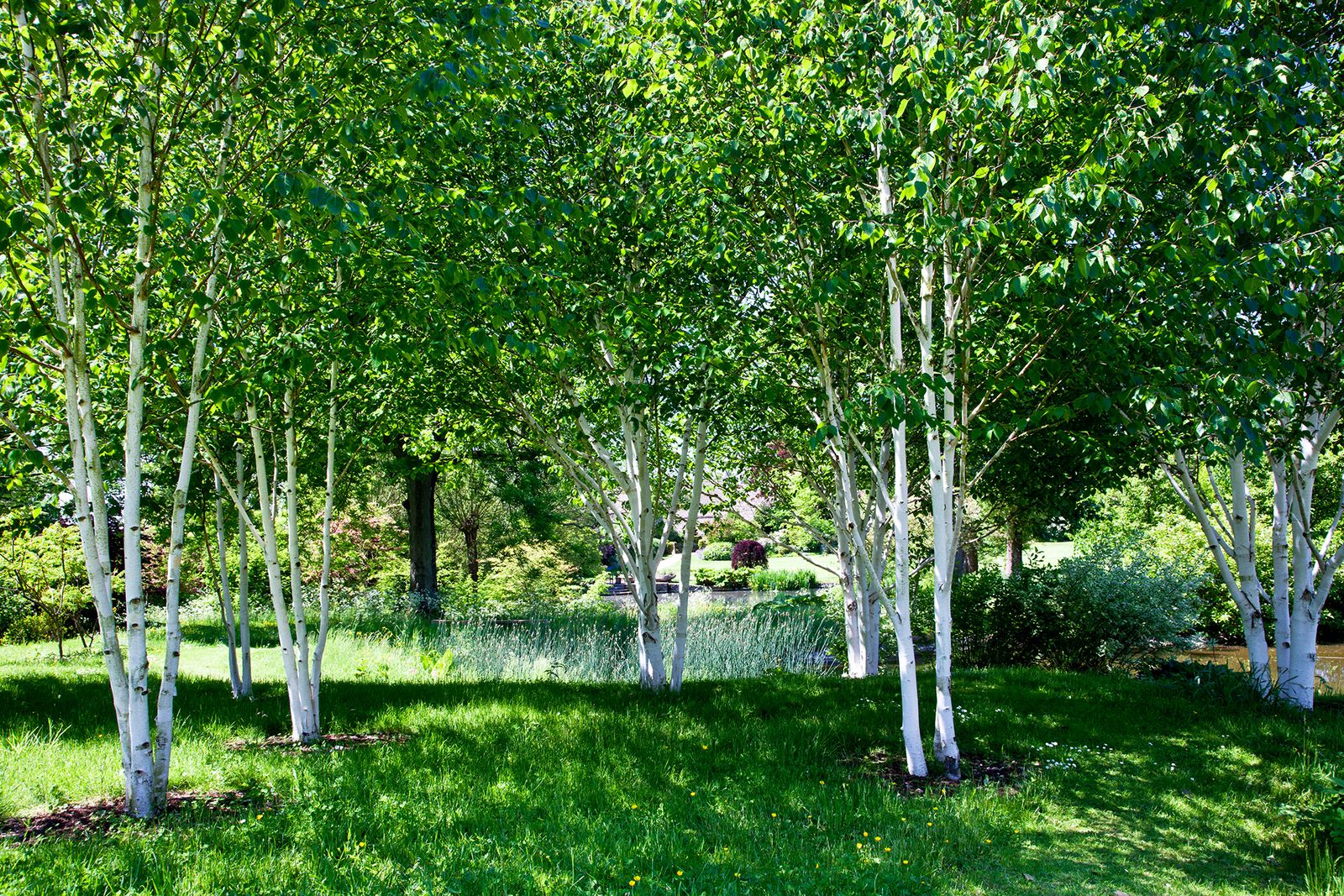 Best trees for privacy 15 ideas to screen your yard Homes & Gardens