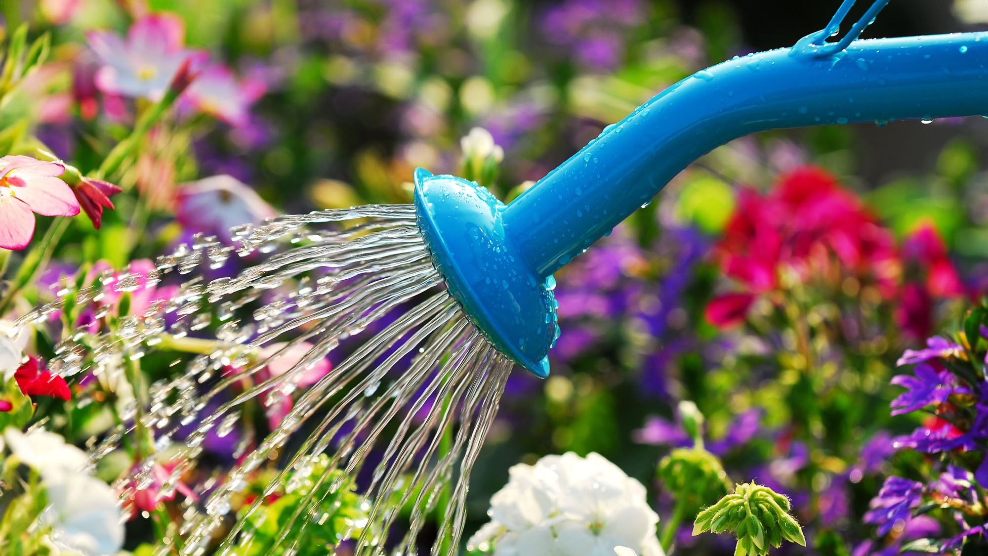 Water pouring from blue watering can onto blooming flower bed